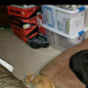 Meet your Posher, Ronald